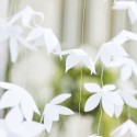 Rideau de fleurs blanches
