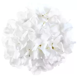 Hortensia blanc