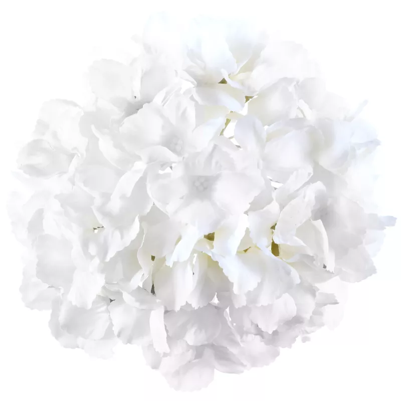 Hortensia blanc
